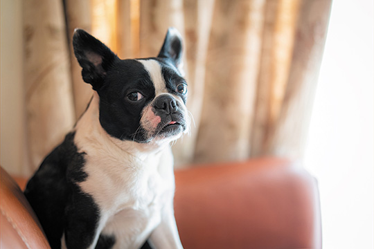 ペットと暮らす快適な生活