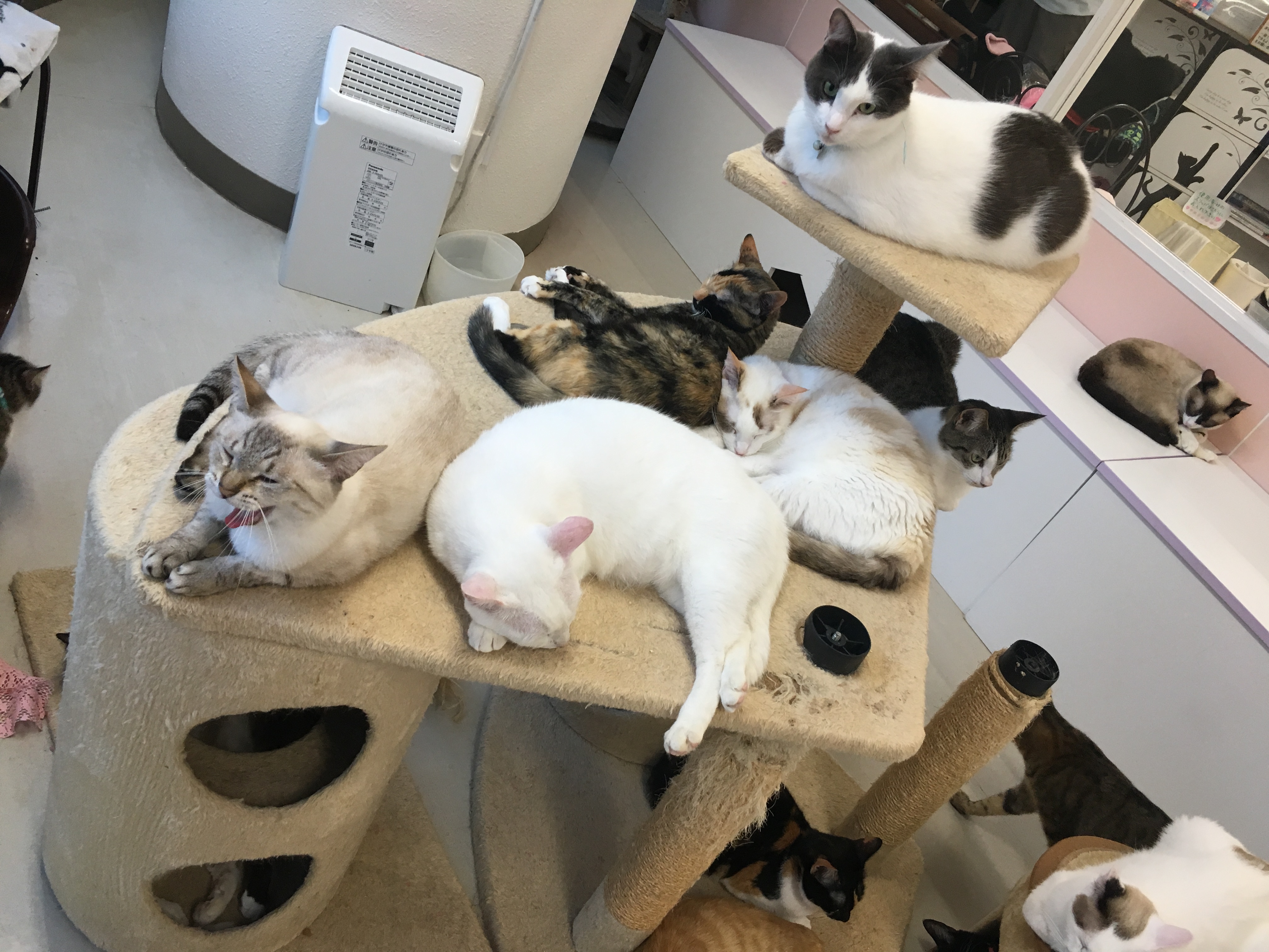 吾輩は猫になりたい 沖縄物件サイト おっオキケンweb